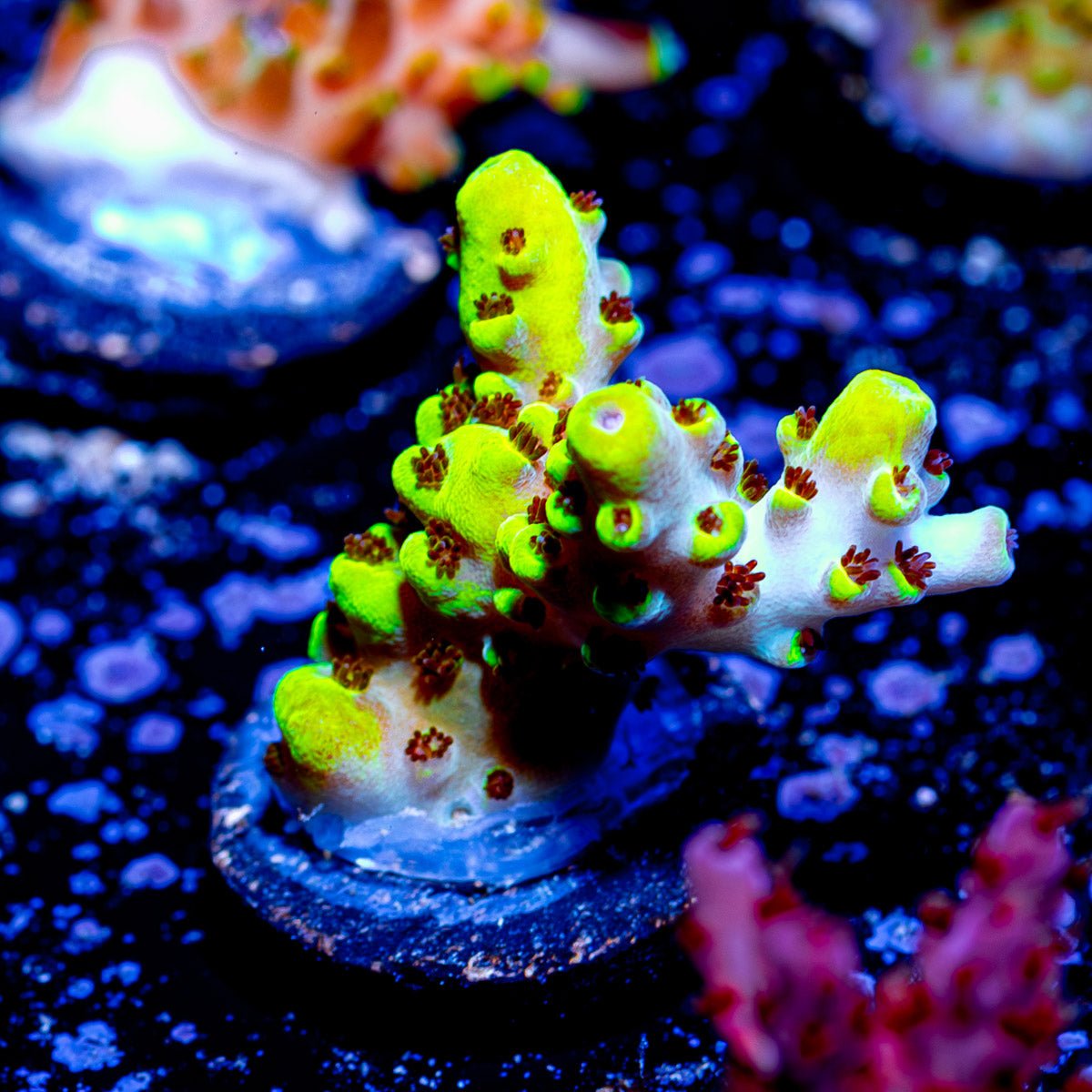 Firefly Acropora - riptide aquaculture llc