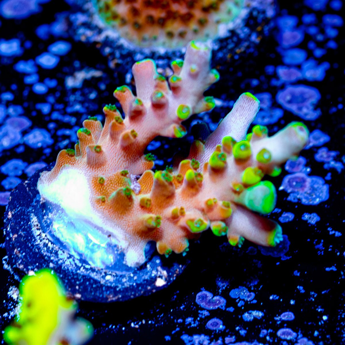 Bali Shortcake Acropora - riptide aquaculture llc