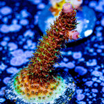 Who Dat Millepora - riptide aquaculture llc