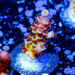 Teletubbies Acropora - riptide aquaculture llc