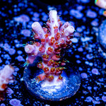 Voodoo Majic Acropora 