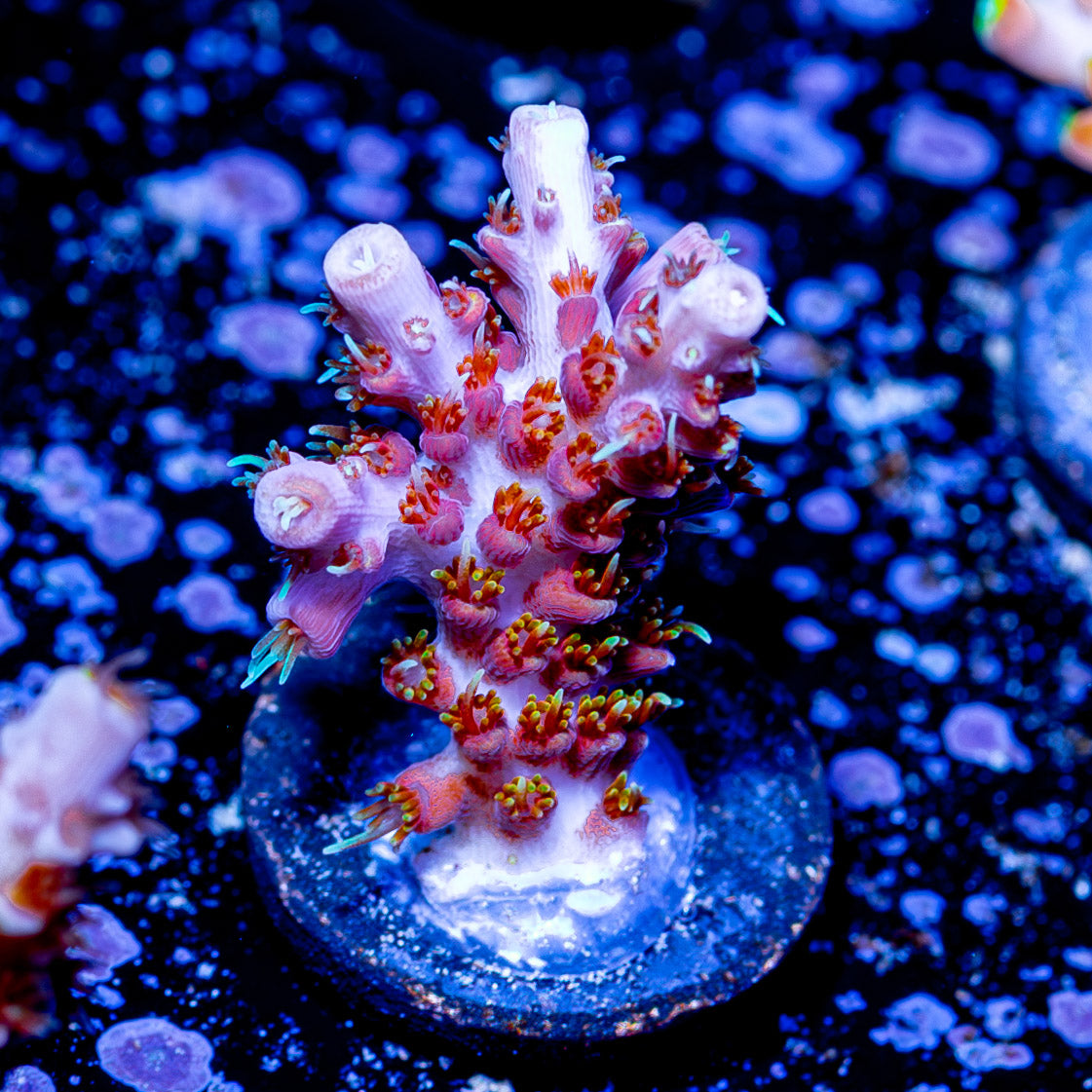 Voodoo Majic Acropora 