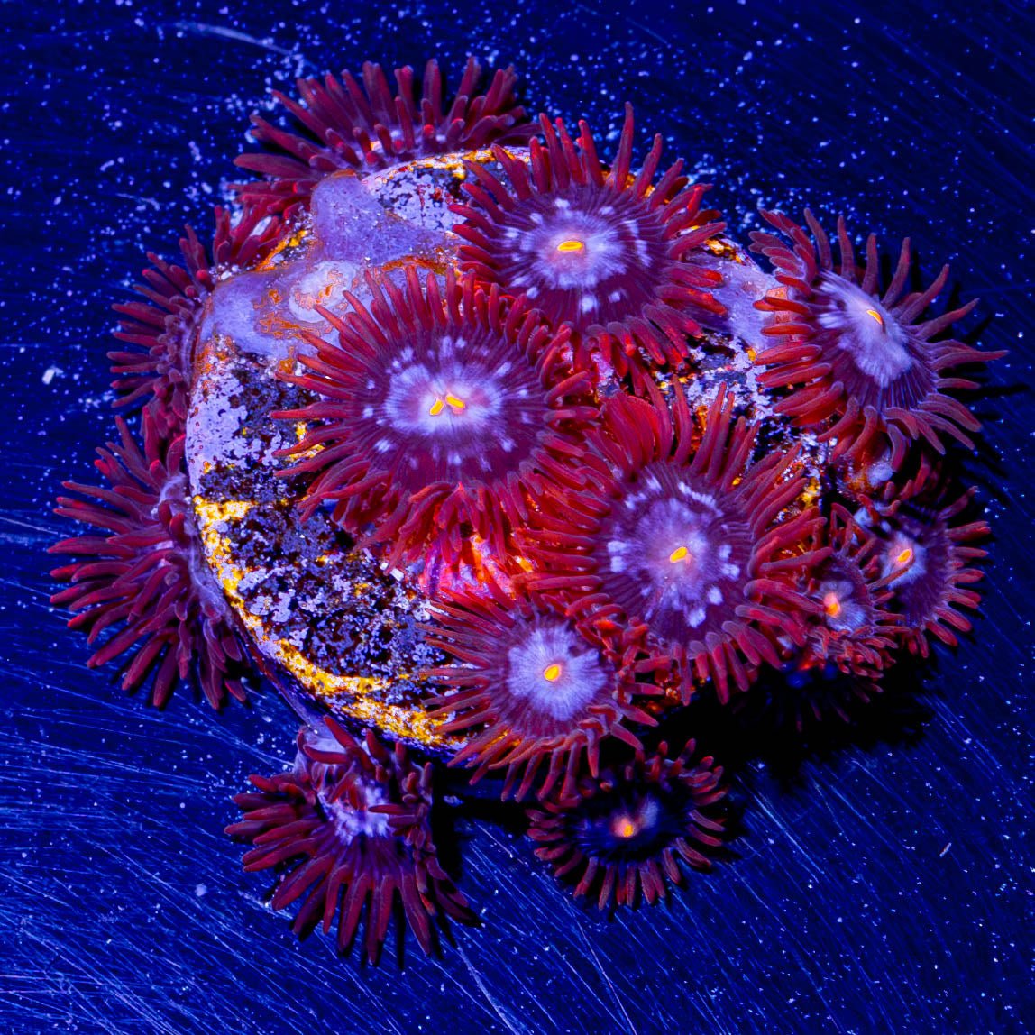 Stitch Zoanthid