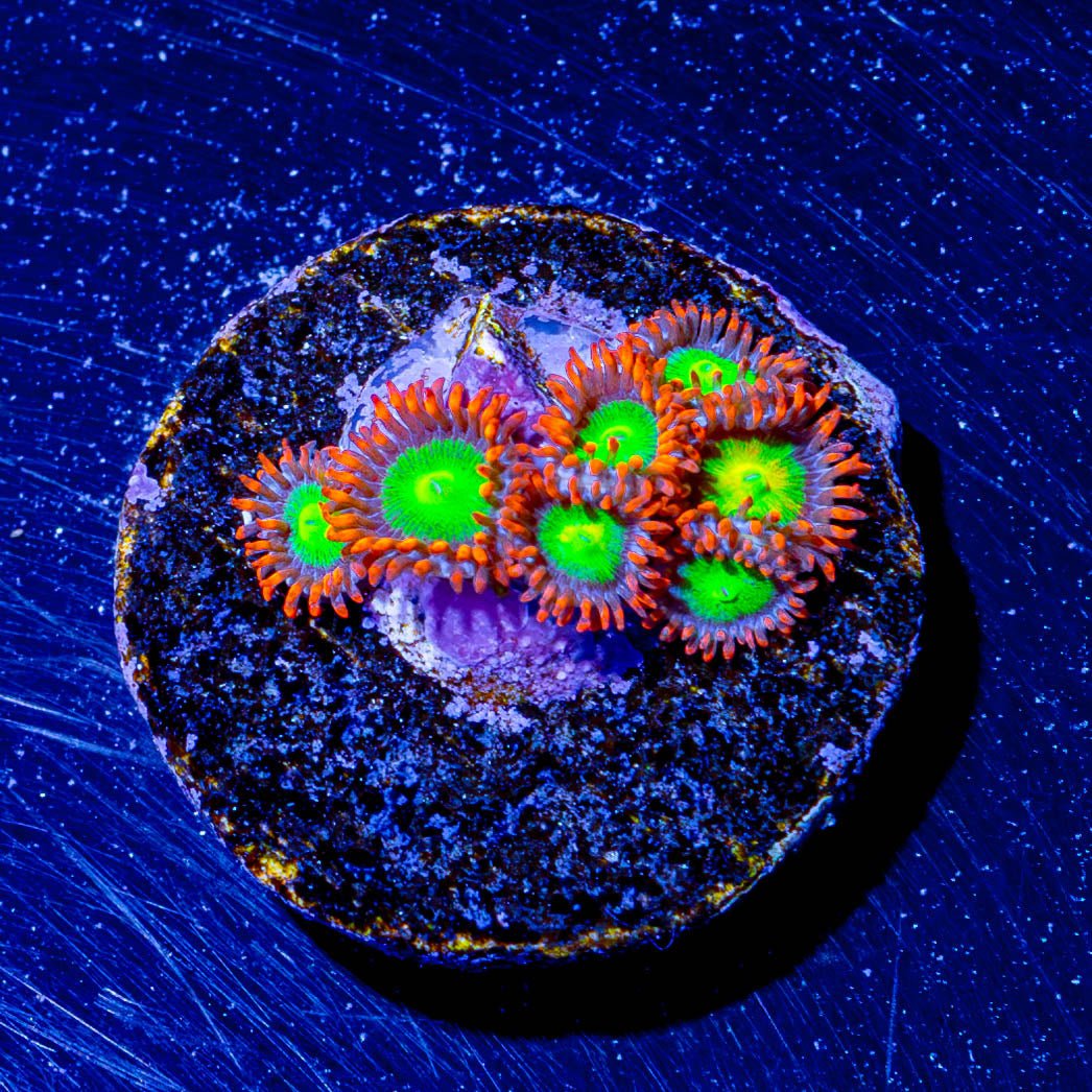 Goblins on Fire Zoanthid