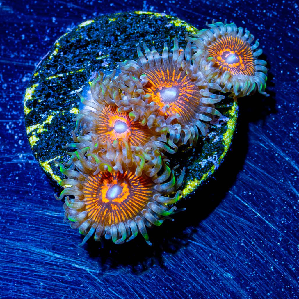 Aztec Warrior Zoanthid - riptide aquaculture llc