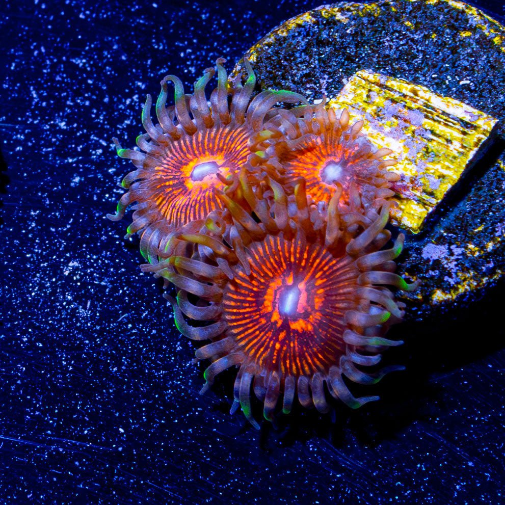 Aztec Warrior Zoanthid