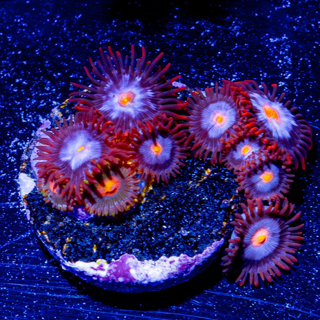 Stitch Zoanthid