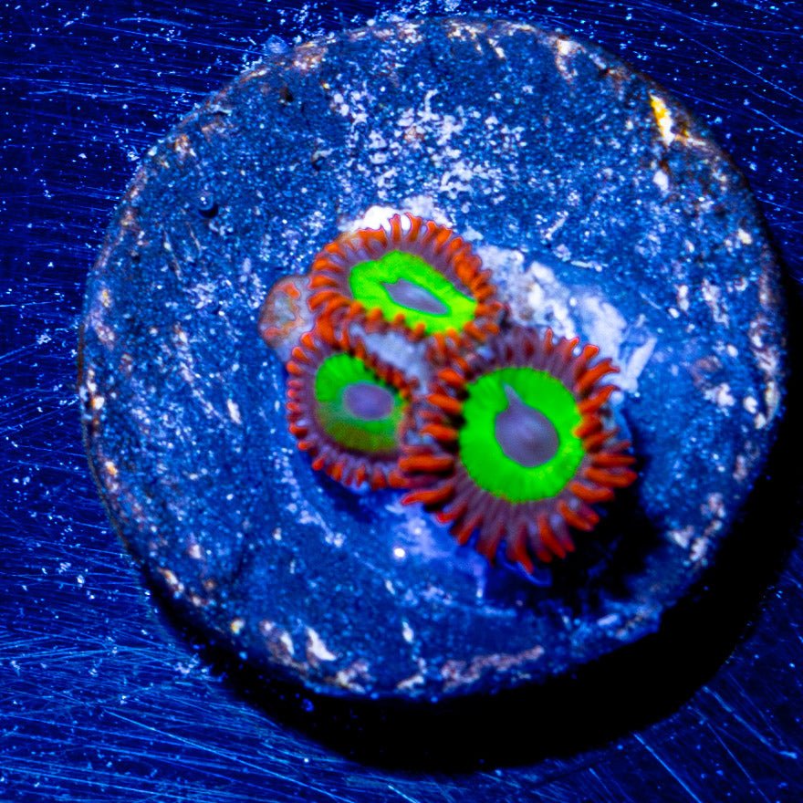 Emeralds On Fire Zoanthid