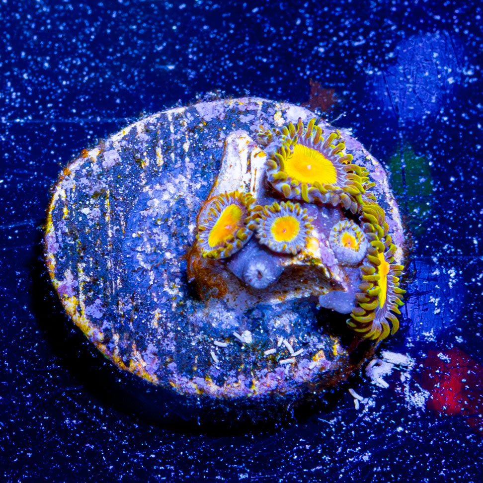 Tutti Frutti Zoanthid