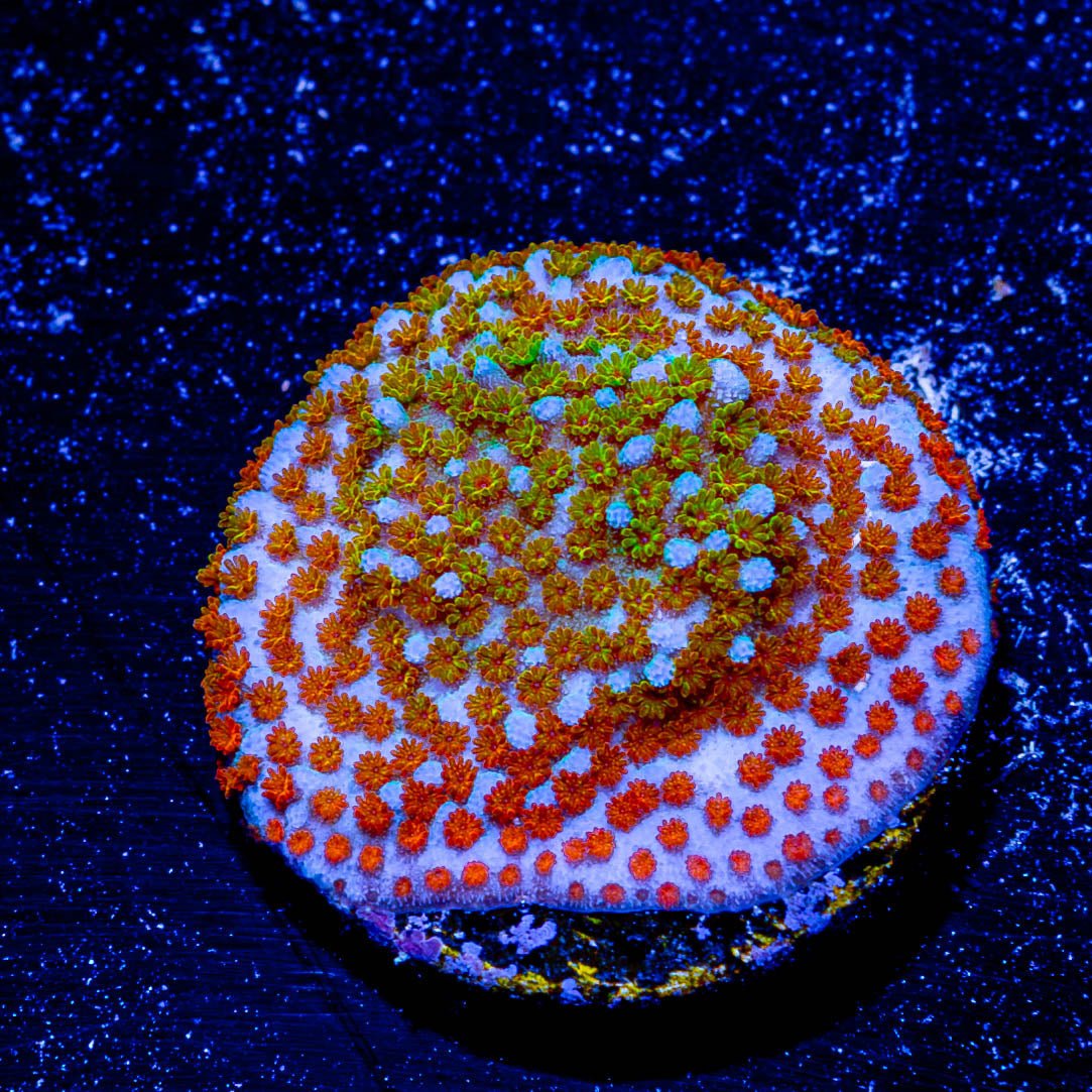 Fruity Pebbles Montipora