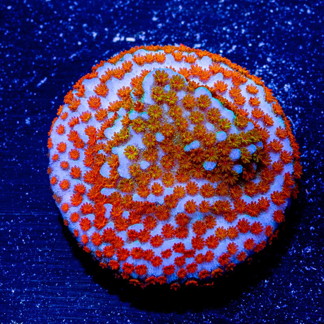 Fruity Pebbles Montipora - riptide aquaculture llc