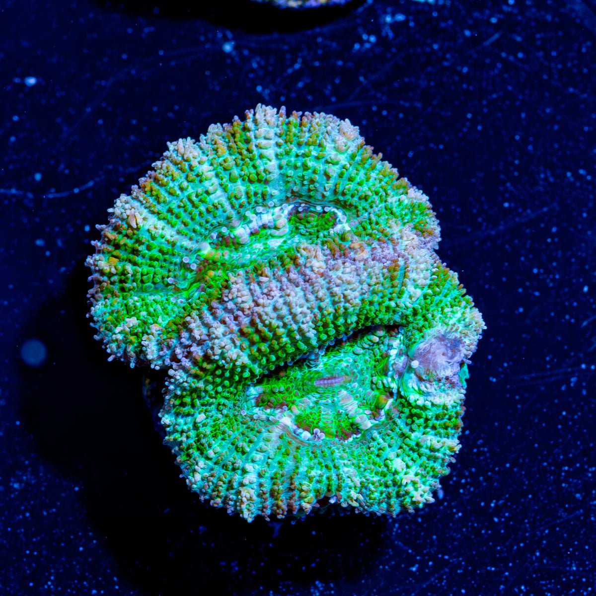 Micromussa / Acan