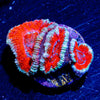 Micromussa / Acan