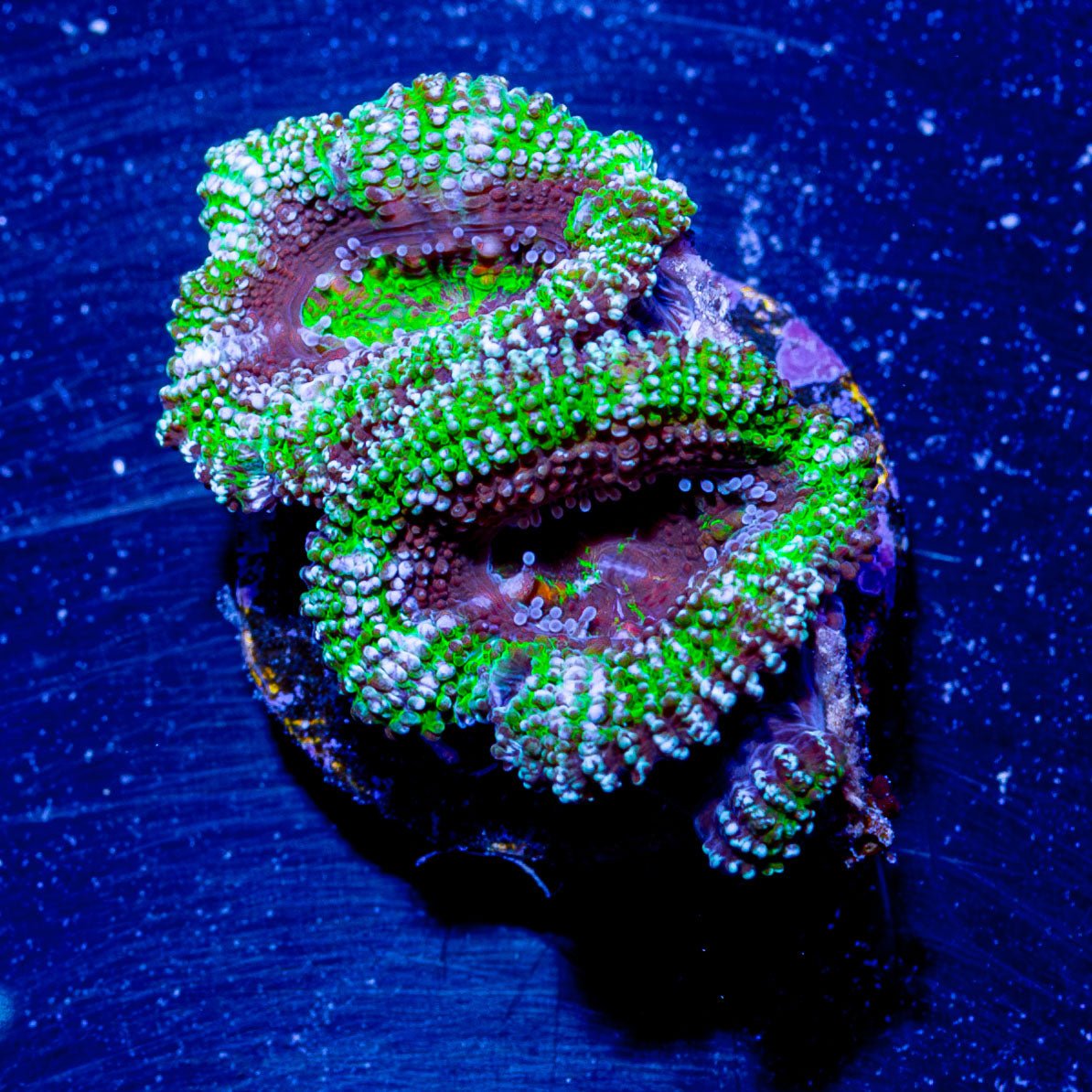 Micromussa / Acan - riptide aquaculture llc