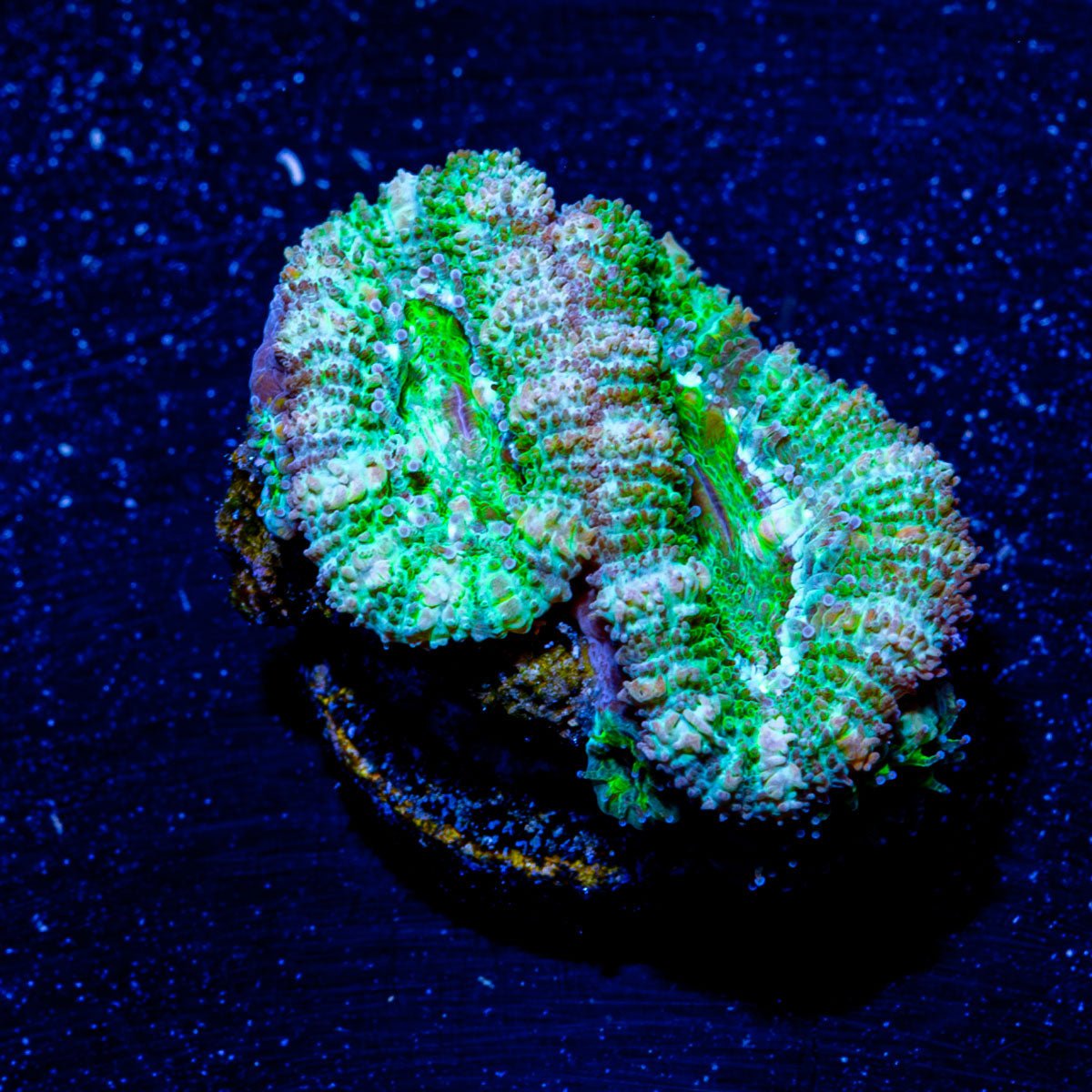 Micromussa / Acan - riptide aquaculture llc