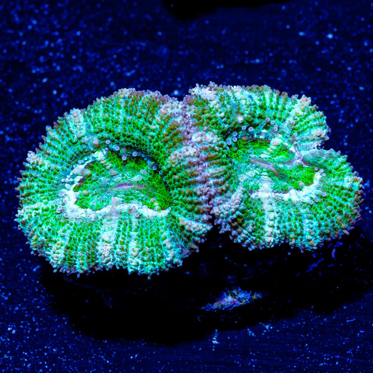 Micromussa / Acan