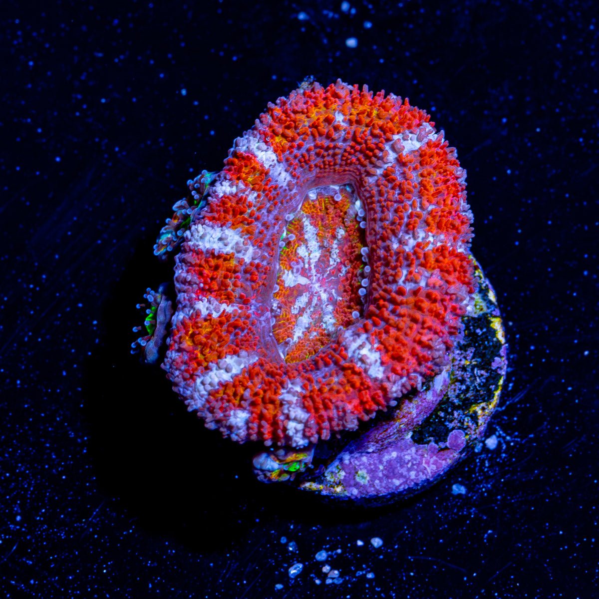 Micromussa / Acan