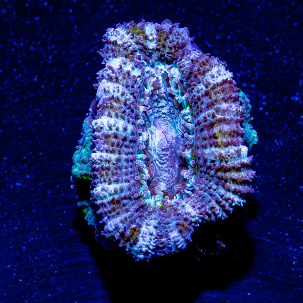 Micromussa / Acan - riptide aquaculture llc