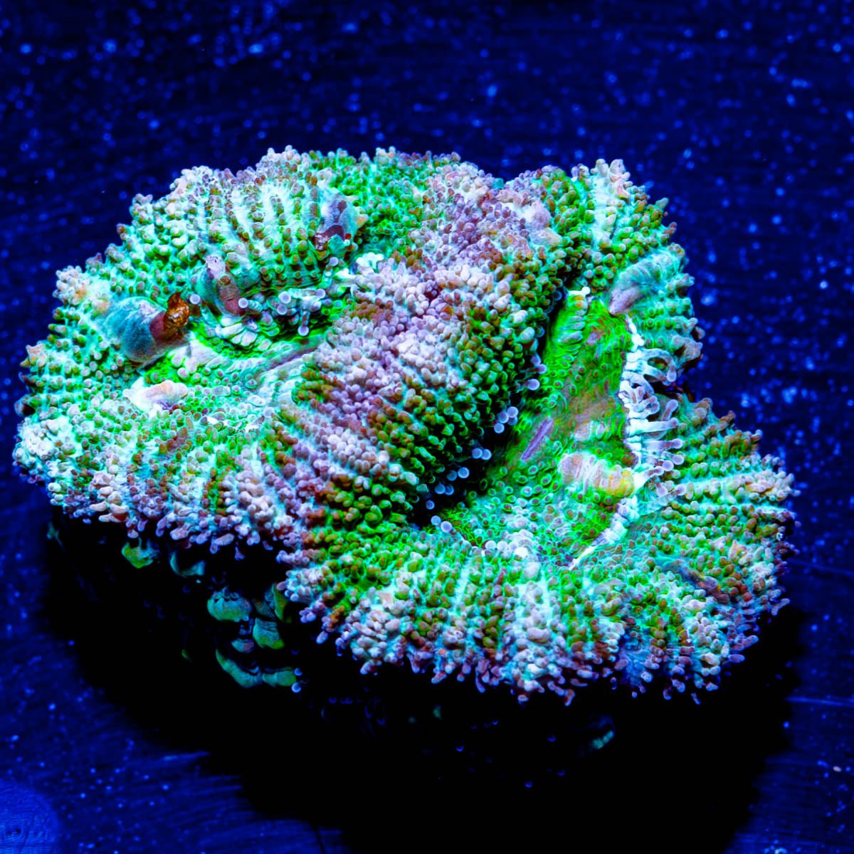 Micromussa / Acan