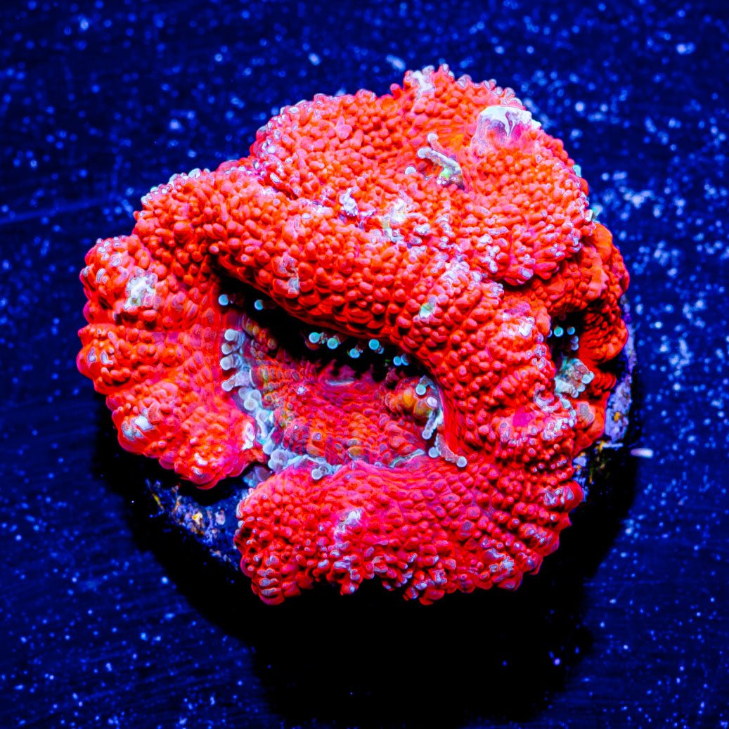 Micromussa / Acan