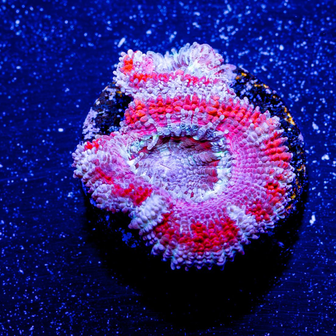 Micromussa / Acan - riptide aquaculture llc