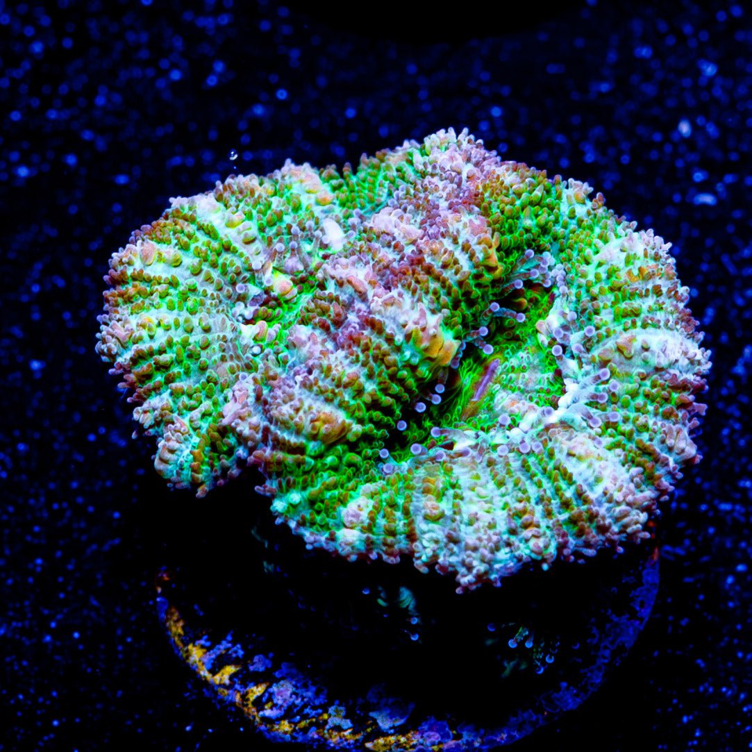 Micromussa / Acan - riptide aquaculture llc