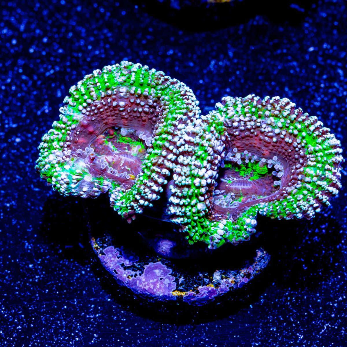 Micromussa / Acan