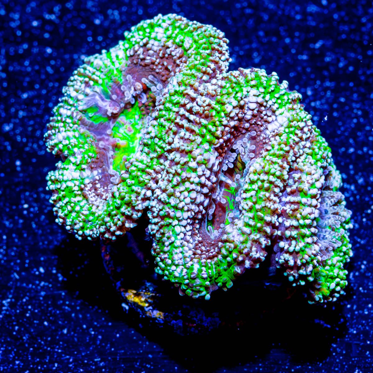 Micromussa / Acan - riptide aquaculture llc