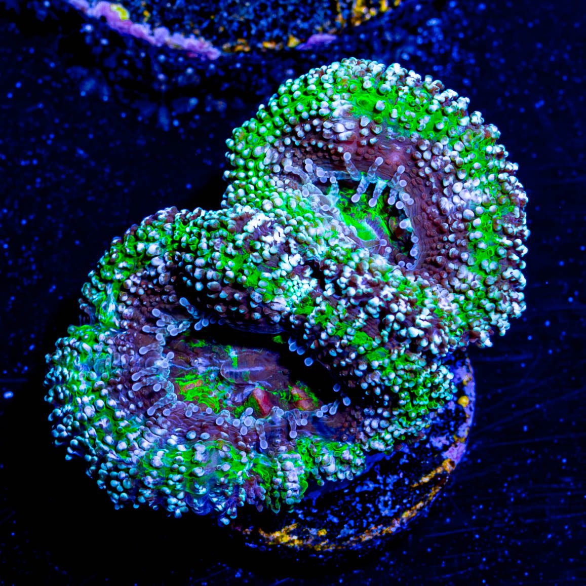 Micromussa / Acan