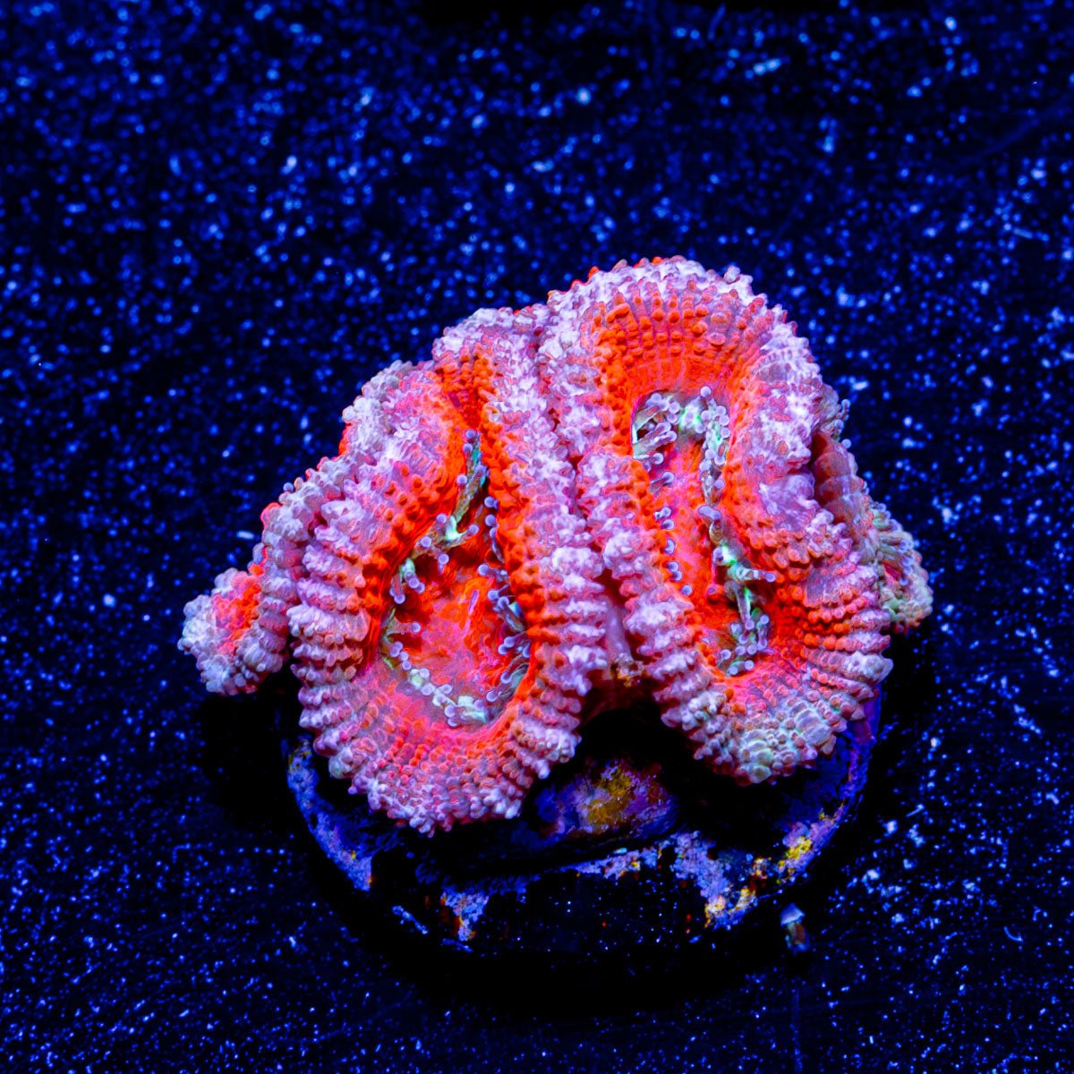 Micromussa / Acan