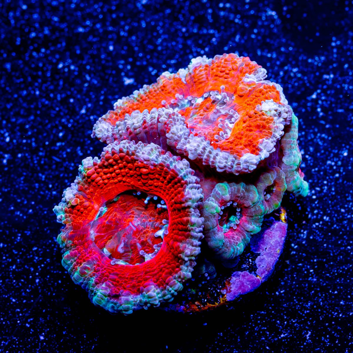 Micromussa / Acan - riptide aquaculture llc