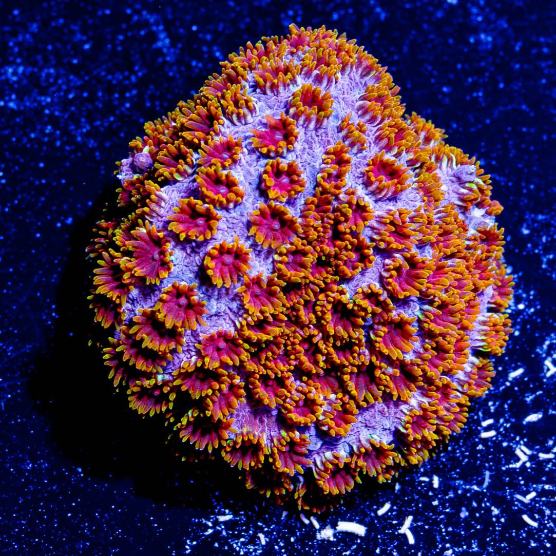 Skittles Bomb Cyphastrea - riptide aquaculture llc