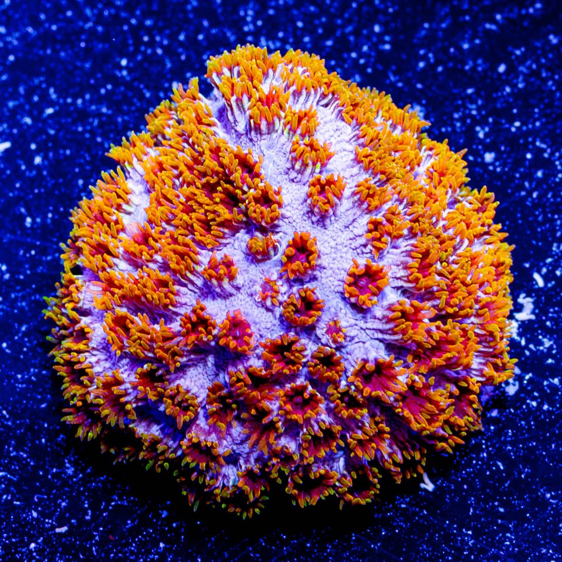 Skittles Bomb Cyphastrea