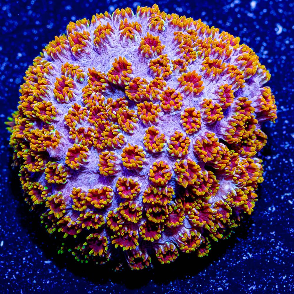 Skittles Bomb Cyphastrea