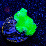 WWC Neon Cabbage Leather