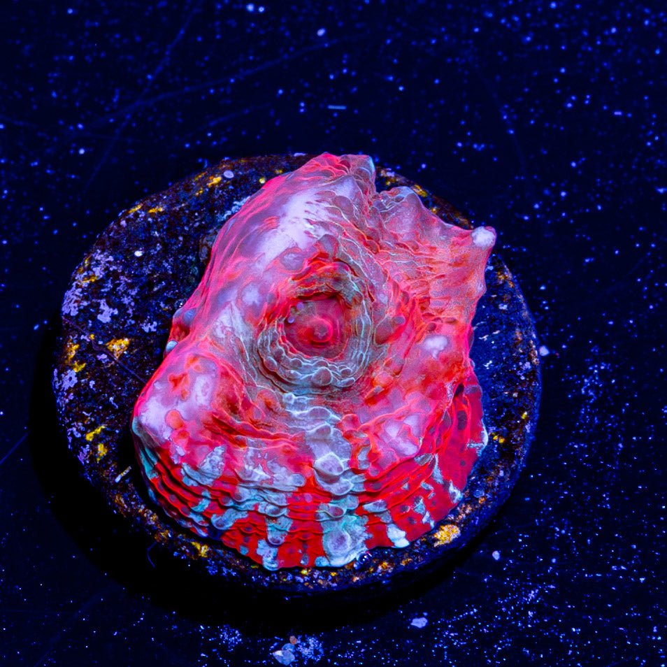 Lava Flow Chalice - riptide aquaculture llc