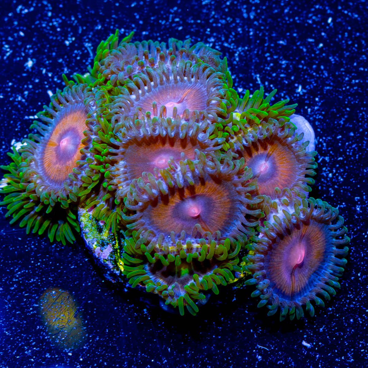 SuperGirl Zoanthid