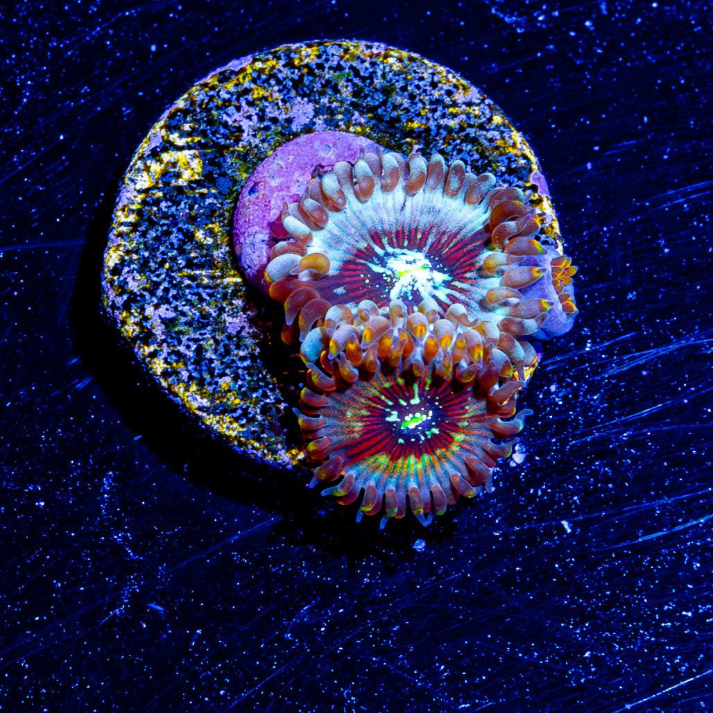 White Walker Zoanthid