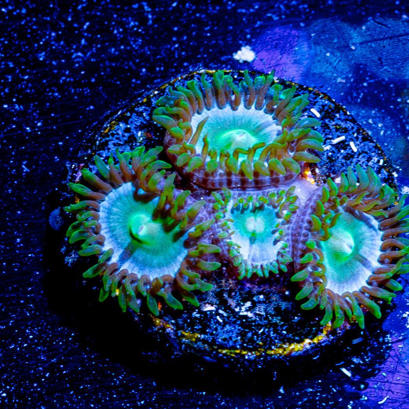 My Miami Zoanthid