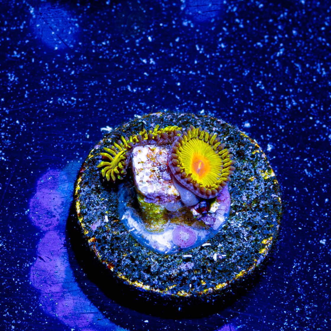 WWC Golden Gods Zoanthid