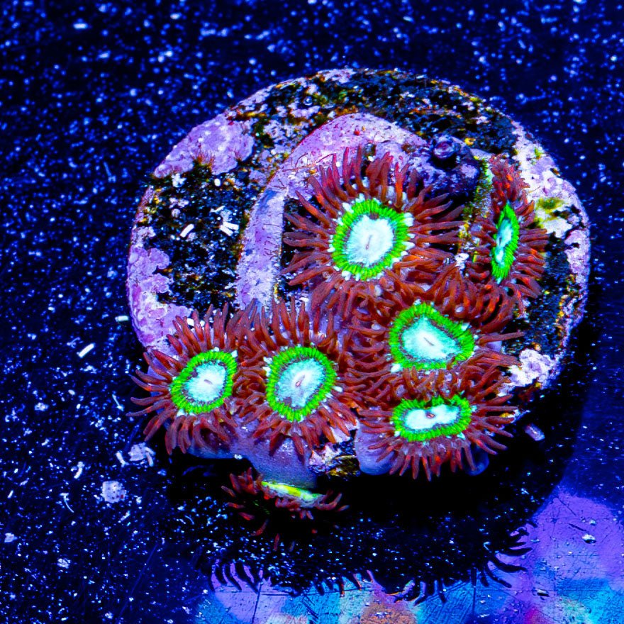 WWC Viridian Zoanthid - riptide aquaculture llc