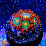 Gatorade Zoanthid