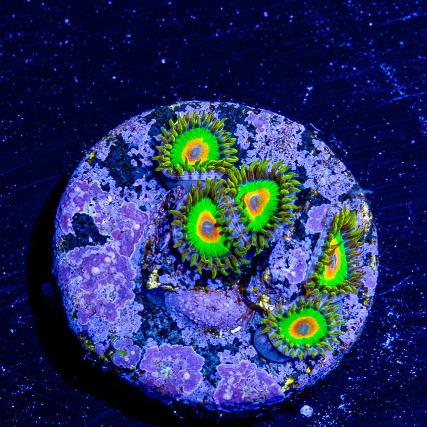 Rasta Zoanthid - riptide aquaculture llc