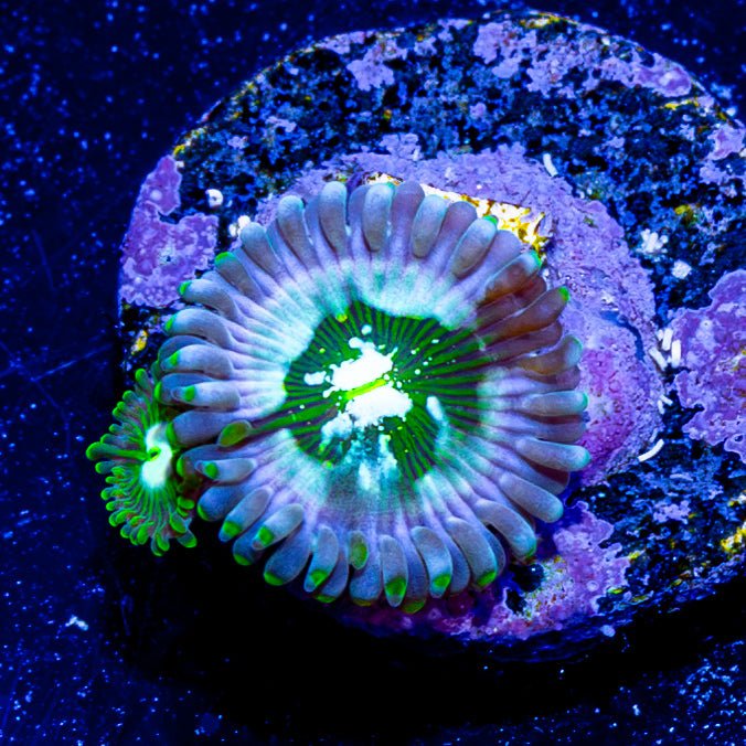 Milky Way Zoanthid