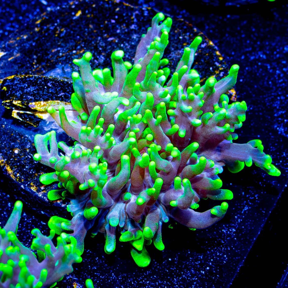 Neon Green Hairy Mushroom - riptide aquaculture llc