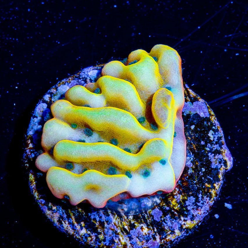 ASD Rainbow Phoenix Montipora