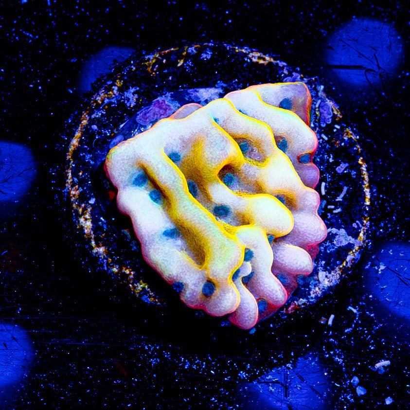 ASD Rainbow Phoenix Montipora