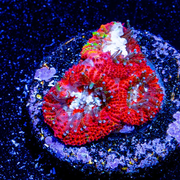 Heart Breaker Micromussa - riptide aquaculture llc