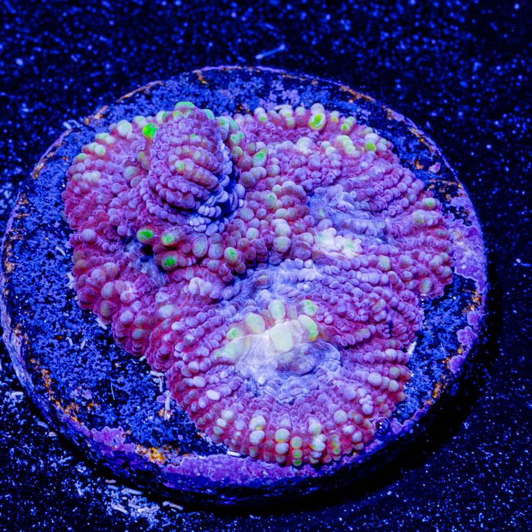 Dumbo Favia - riptide aquaculture llc