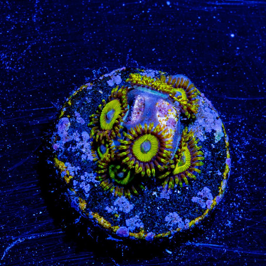 LA Laker Zoanthid - riptide aquaculture llc